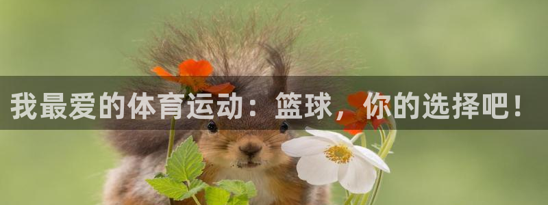 我最爱的体育运动：篮球，你的选择吧！